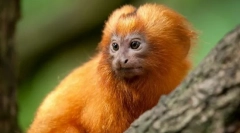 Tamarin golden lav